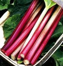 Rhubarb 